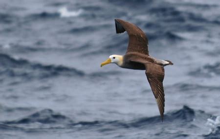 Waved Albatross - BirdForum Opus | BirdForum