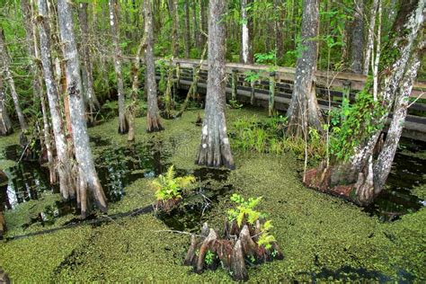 Bald Cypress Trees Growing in a Swampy Area in Florida Stock Image ...