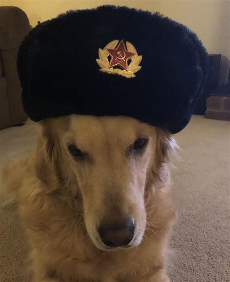 Communist doggo : r/dogswearinghats