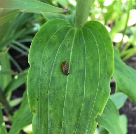 How to Control Red Lily Leaf Beetles – Longfield Gardens