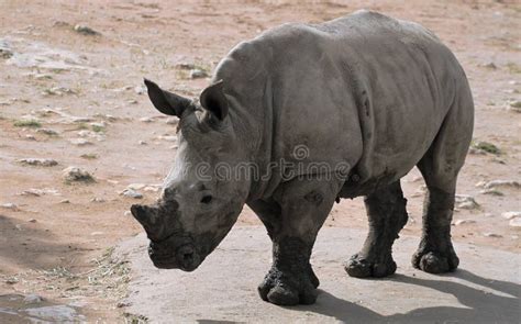 A Curious White Rhino Baby Explore Surrounding Near His Mum Stock Photo ...