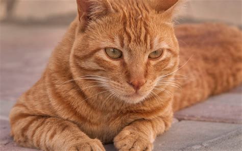 Download wallpapers Arabian Mau, ginger cat, 4k, portrait, domestic cat, cute animals, cats for ...