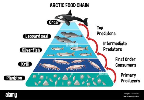 Diagram showing Arctic food chain for education illustration Stock ...