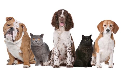 Dog United Kingdom Pet sitting Cat - Dog PNG Transparent Image png ...