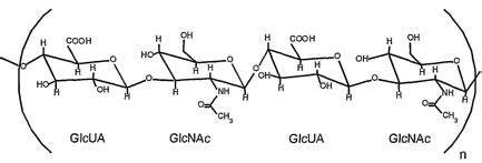 Hyaluronic acid hydrogen bonding. | Download Scientific Diagram