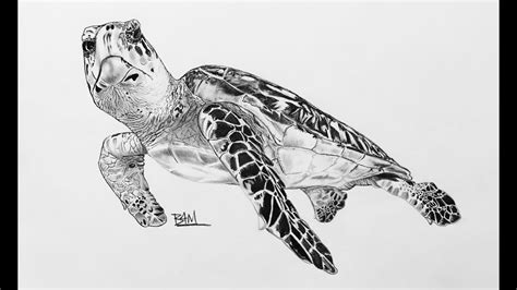 DRAWING the Hawksbill Sea Turtle - YouTube