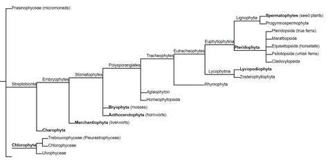 Plant Classification - Biocyclopedia.com