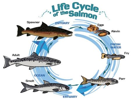 Image result for kokanee salmon life cycle | Life cycles, Fish life cycle, Salmon