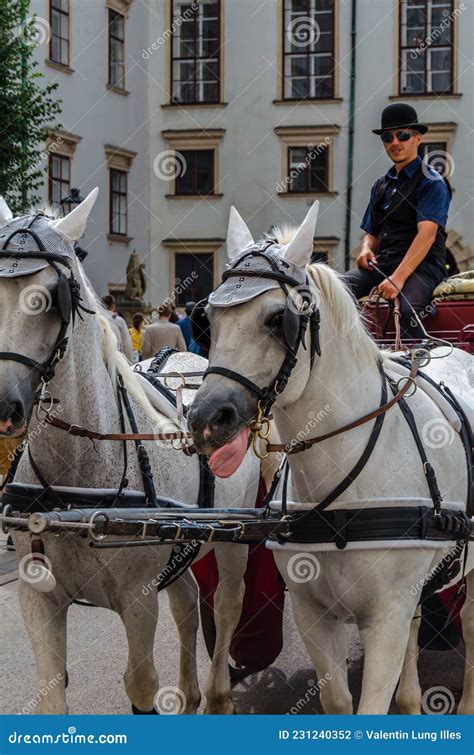 Famous Lipizzaner Horses and Carriage on the Street in Vienna, Austria ...