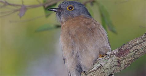 Family Cuculidae (Cuckoos) - Australian Bird photos