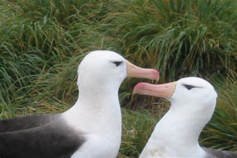 Albatross (Diomedeidae) | AZAnimals.com