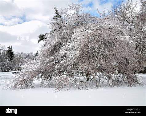 trees after ice storm Stock Photo - Alamy