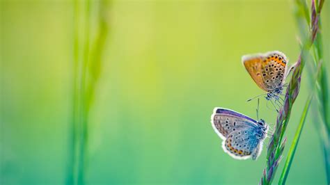 laberinto A menudo hablado Regenerador butterfly desktop background ...