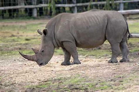 Black Rhinoceros | Animal Wildlife