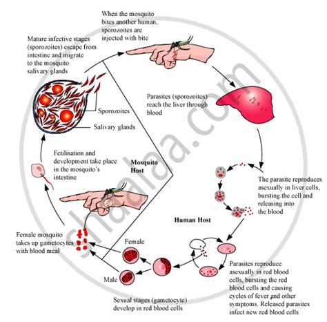 Malaria Life Cycle In Mosquito And Human / Plasmodium Definition Of Plasmodium By Medical ...