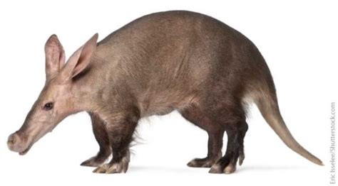 Aardvark Facts & Information For Kids From Active Wild