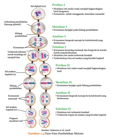 Pembelahan Meiosis