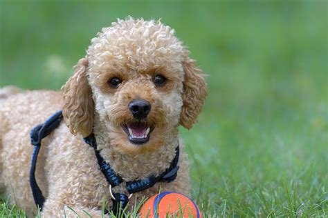 Small Poodles: Dog breed info, photos, common names, and more — Embarkvet