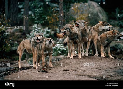 Gray wolf - pack / Canis lupus Stock Photo - Alamy