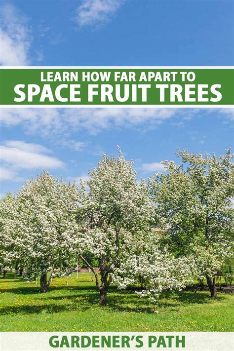 Fruit Tree Spacing: How Far Apart to Plant | Gardener’s Path