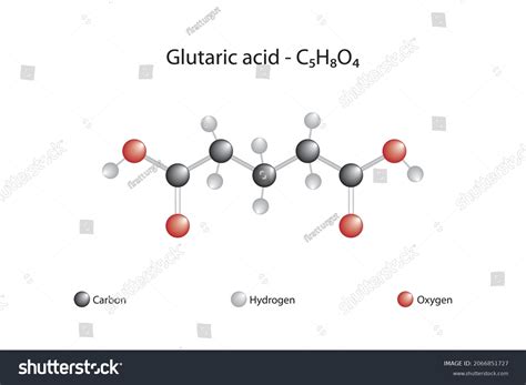 Molecular Formula Glutaric Acid Glutaric Acid Stock Vector (Royalty Free) 2066851727 | Shutterstock