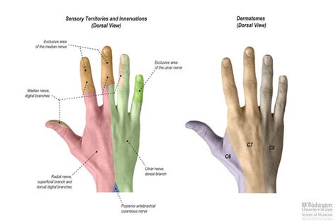 Superficial Radial nerve - Anatomy - Orthobullets