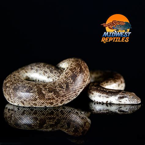 RUS SIAN Sand Boa Het Albino F2 Russian Sand Boa by Midwest Reptiles ...