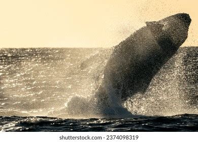 Humpback Whale Breaching Sunset Pacific Ocean Stock Photo 2374098319 | Shutterstock