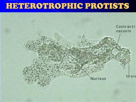 PPT - 2008 Study Guide for Chapter 19, Protists PowerPoint Presentation ...