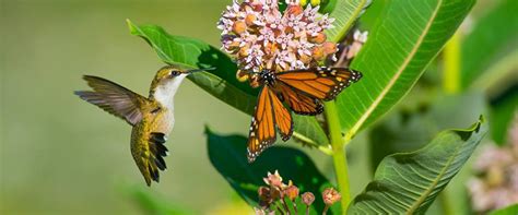 7 Ways To Attract Pollinators | Piedmont Environmental Alliance