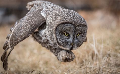 Winners of the 2017 National Geographic Nature Photographer of the Year Contest - The Atlantic