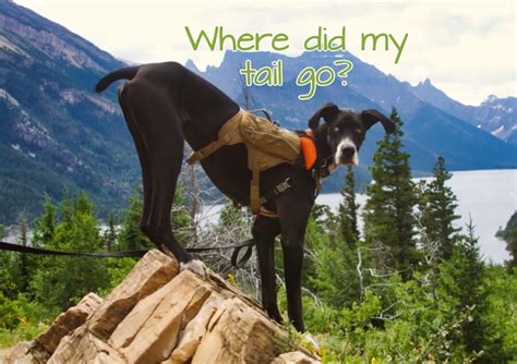 Happy Tail Syndrome Solution | Have Dane will Travel