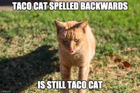 Taco cat - Imgflip