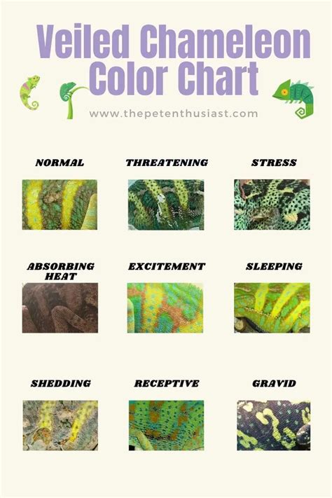 Veiled Chameleon Colors: Mood Color Chart And Meanings