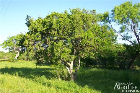 Plants of Texas Rangelands » Texas persimmon