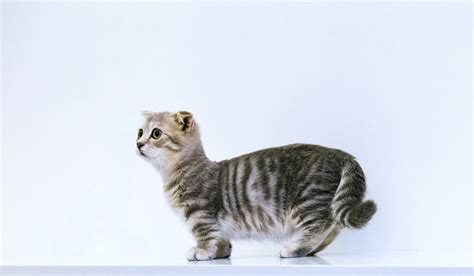 Munchkin cat: do they suffer? — The Little Carnivore