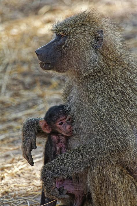 Mother and Baby Baboons Photograph by Sally Weigand - Fine Art America