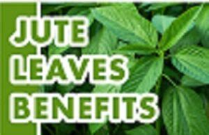 Health Benefits of Jute Leaf Popularly Known As ‘Ewedu’ - 9jafoods