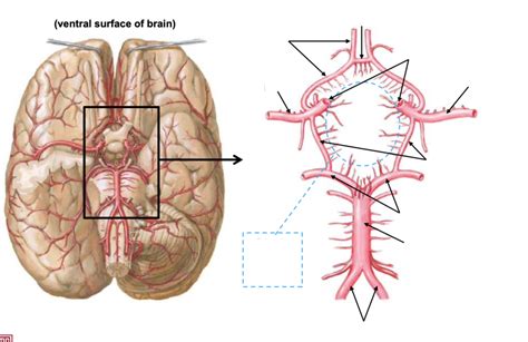 Arteries of Brain & Circle of Willis Diagram | Quizlet