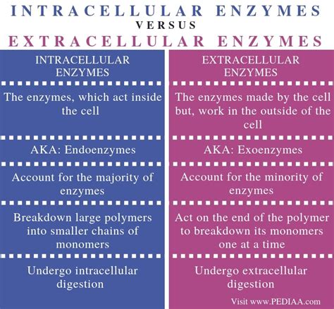 ¿Cuál es la diferencia entre las enzimas intracelulares y ...