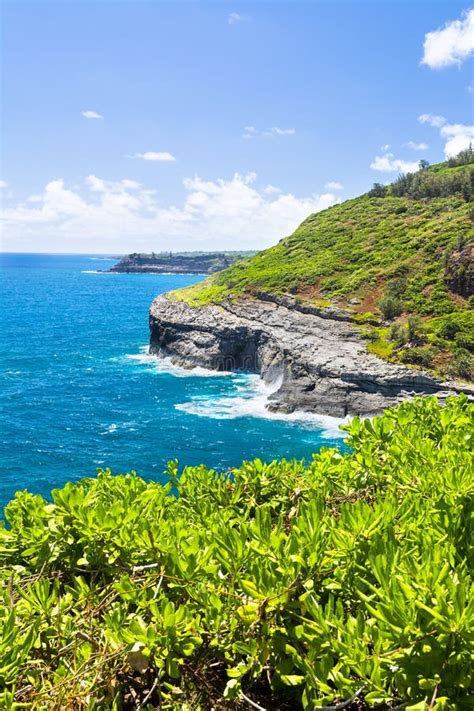 Seabird Habitat Kauai Hawaii Stock Photo - Image of habitat, growth: 57485512