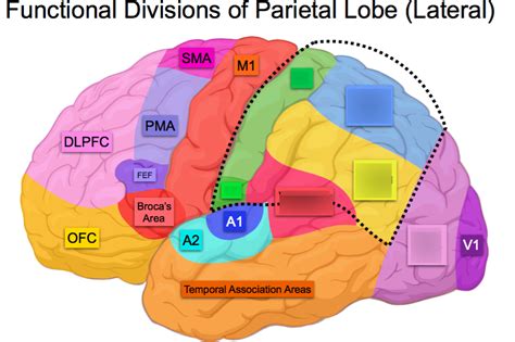 Superior Parietal Lobule Function