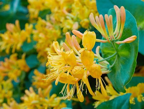 Honeysuckle Guide: How to Grow & Care for "Lonicera"