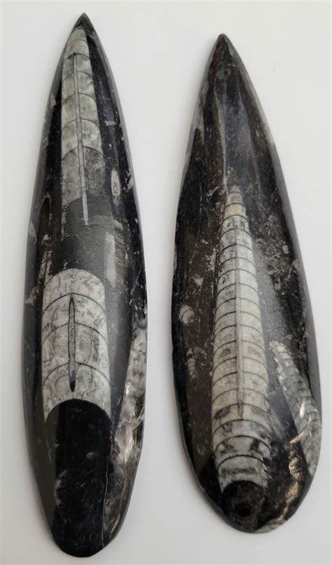 Pair of Polished Fossil Orthoceras (Cephalopod) - Morocco (#216141) For Sale - FossilEra.com