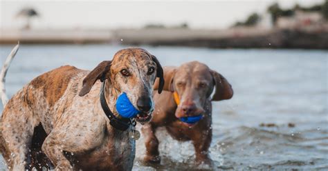 Best dog swimming places near me? Exploring Dog-Friendly Swim Spots in the US - Pet Things Drill