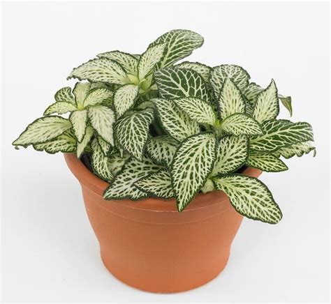 White Fittonia - ideal for a closed terrarium. ...Short article at this link on closed -v- open ...