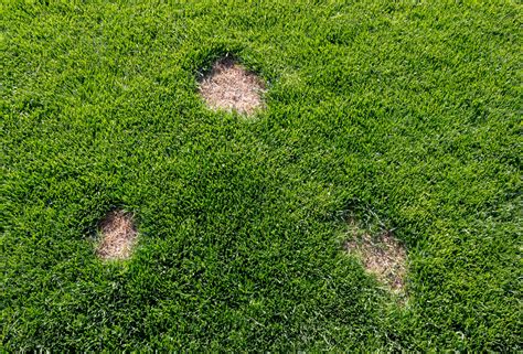 How to Repair Bare Patches on Your Lawn Turf - Seed and Turf