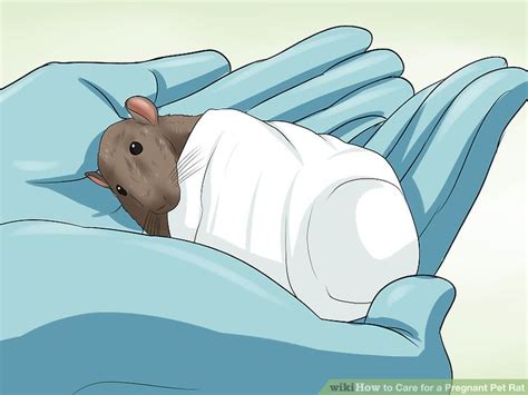 How to Care for a Pregnant Pet Rat: 15 Steps (with Pictures)