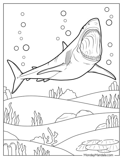 34 Shark Coloring Pages (Free PDF Printables)