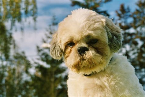 Shih Tzu Dog Breed Puppies